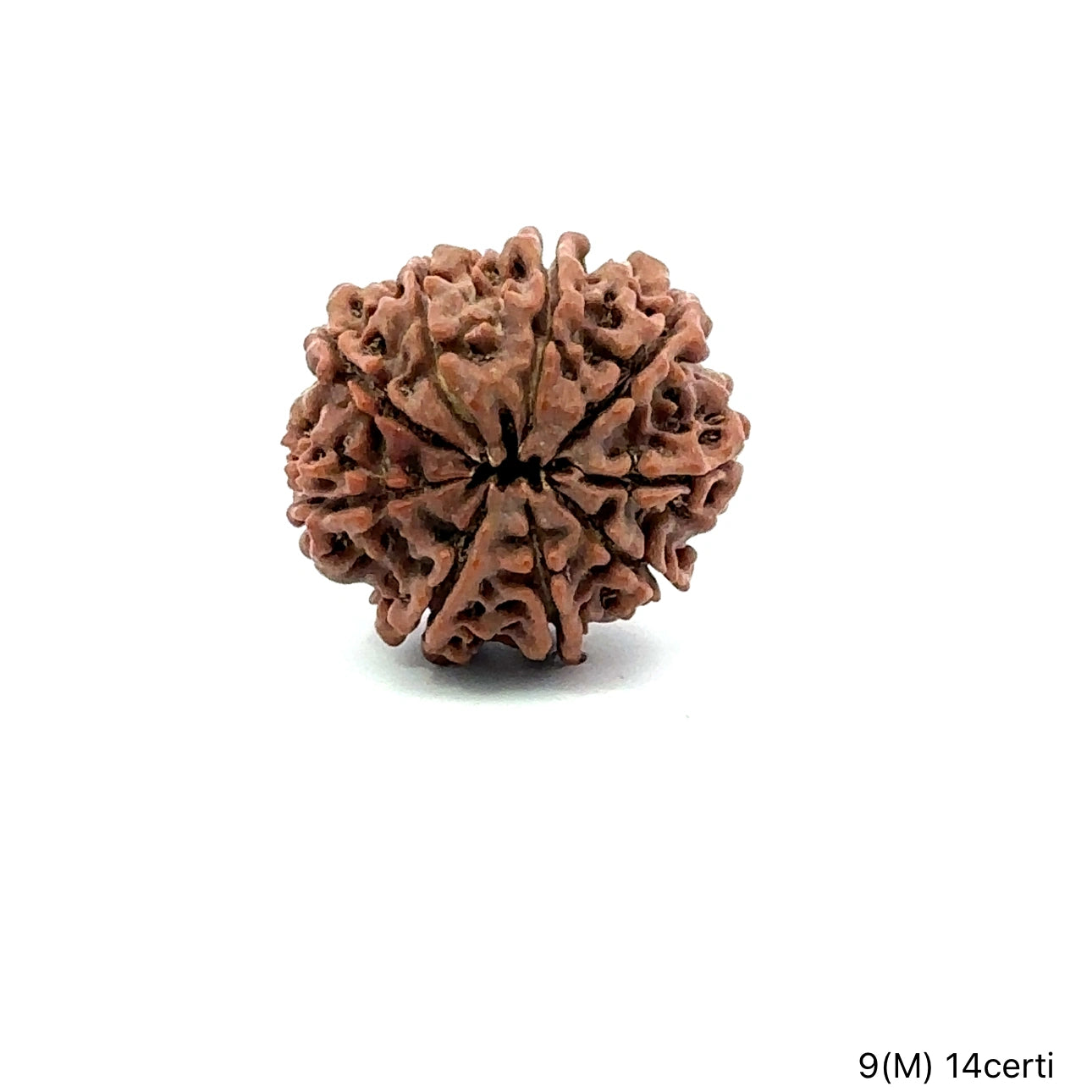 Natural 9 Mukhi Rudraksha – The Bead of Power, Courage & Divine Energy