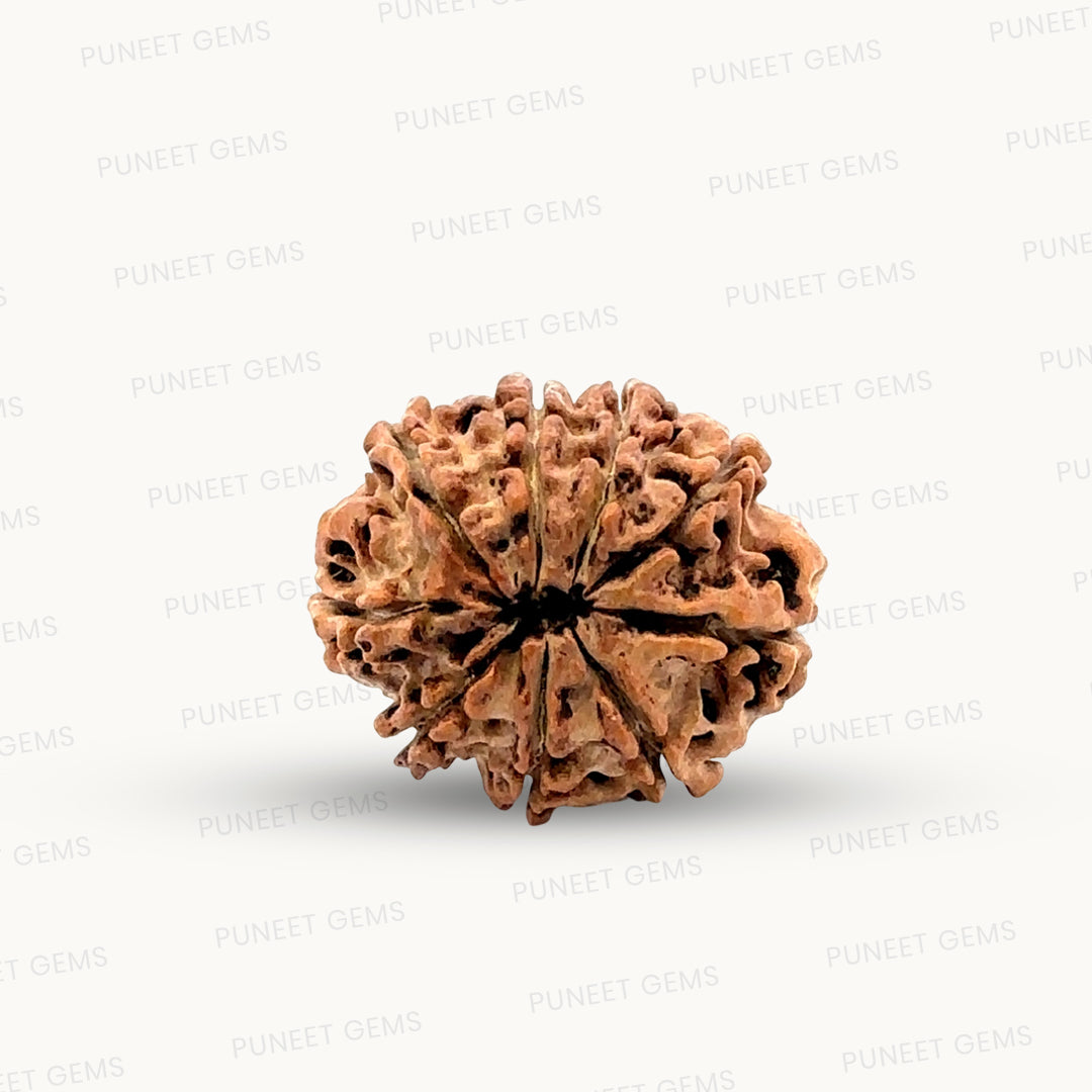 Natural 9 Mukhi Rudraksha – The Bead of Power, Courage & Divine Energy