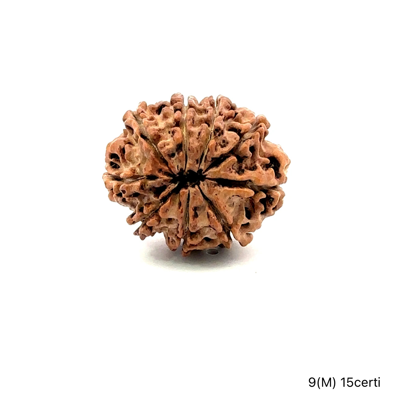 Natural 9 Mukhi Rudraksha – The Bead of Power, Courage & Divine Energy