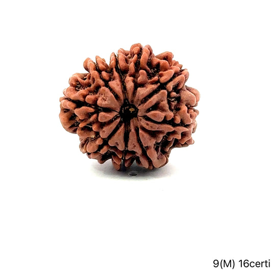 Natural 9 Mukhi Rudraksha – The Bead of Power, Courage & Divine Energy