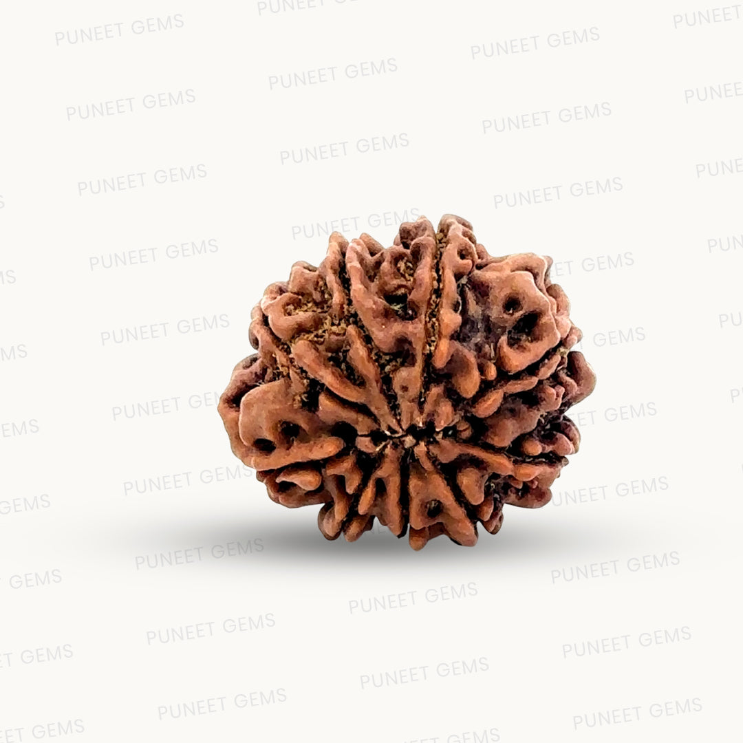 Natural 9 Mukhi Rudraksha – The Bead of Power, Courage & Divine Energy