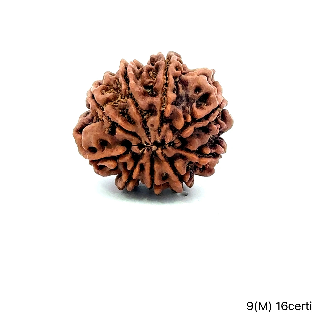 Natural 9 Mukhi Rudraksha – The Bead of Power, Courage & Divine Energy