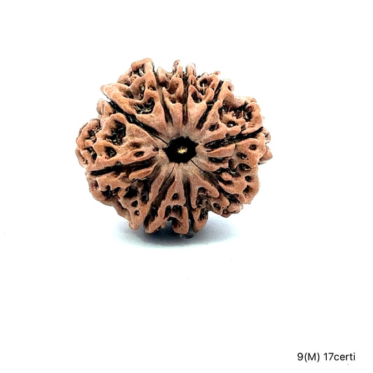 Natural 9 Mukhi Rudraksha – The Bead of Power, Courage & Divine Energy