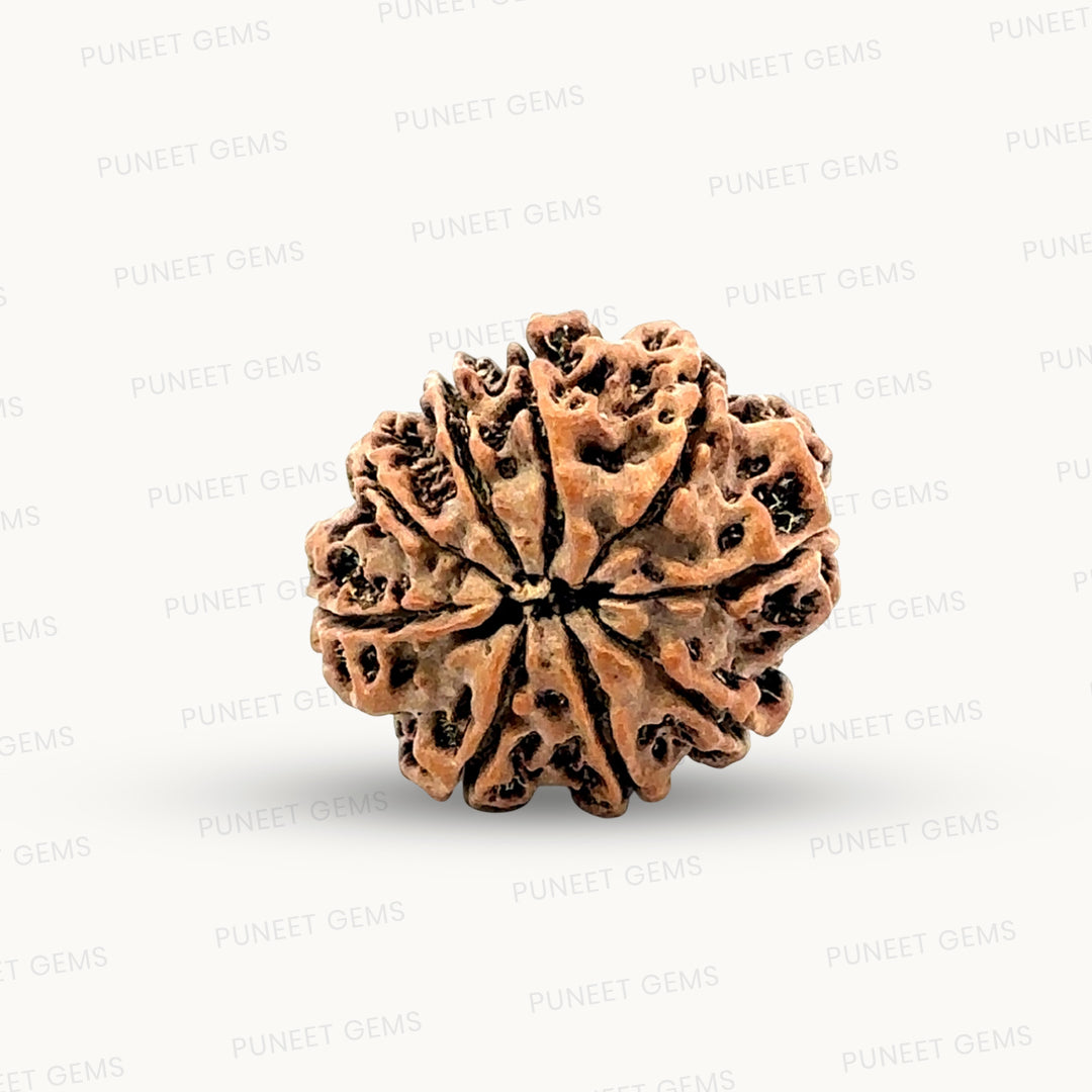 Natural 9 Mukhi Rudraksha – The Bead of Power, Courage & Divine Energy