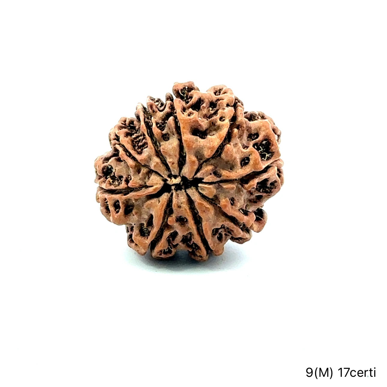 Natural 9 Mukhi Rudraksha – The Bead of Power, Courage & Divine Energy