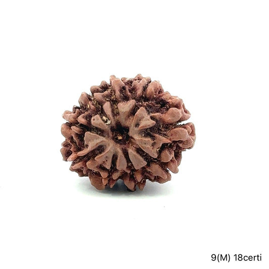 Natural 9 Mukhi Rudraksha – The Bead of Power, Courage & Divine Energy