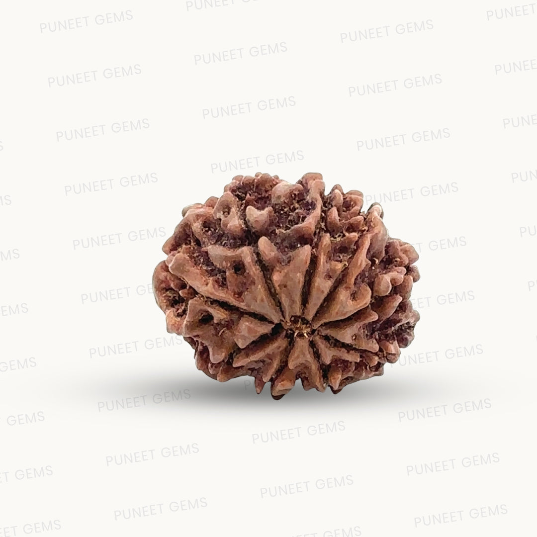 Natural 9 Mukhi Rudraksha – The Bead of Power, Courage & Divine Energy