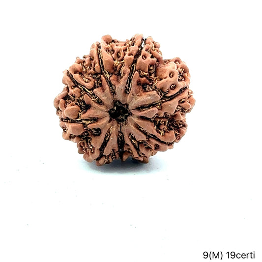Natural 9 Mukhi Rudraksha – The Bead of Power, Courage & Divine Energy