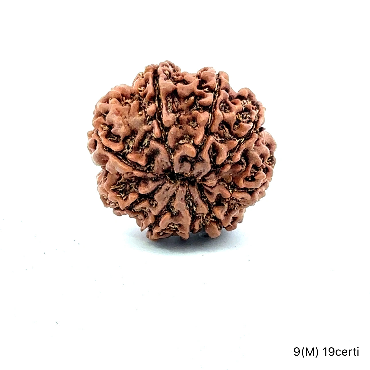 Natural 9 Mukhi Rudraksha – The Bead of Power, Courage & Divine Energy