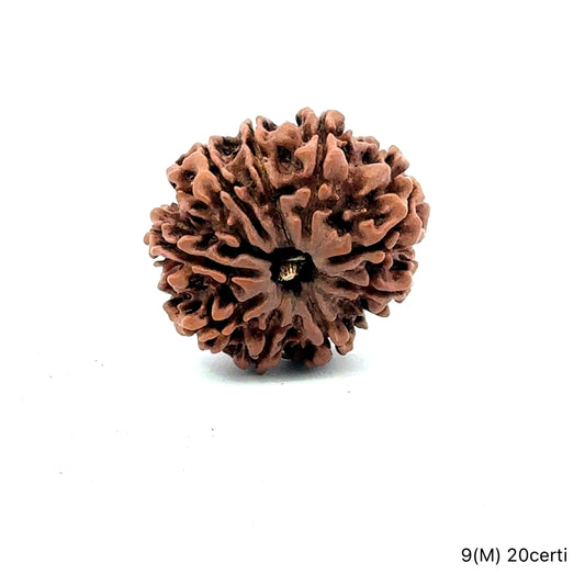 Natural 9 Mukhi Rudraksha – The Bead of Power, Courage & Divine Energy