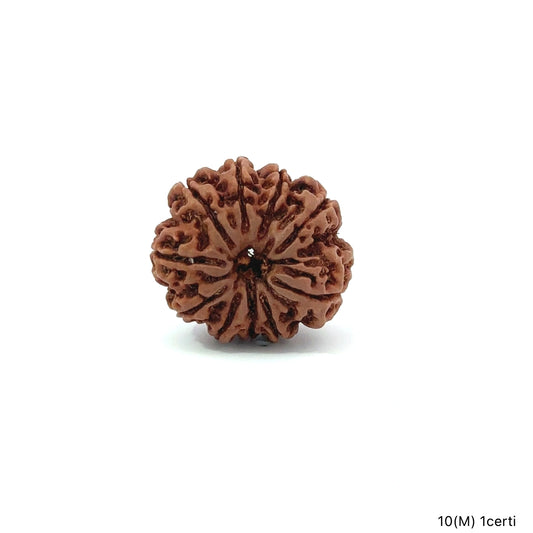 Natural 10 Mukhi Rudraksha – Empowered Protection & Divine Shield