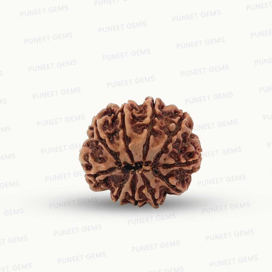 Natural 10 Mukhi Rudraksha – Empowered Protection & Divine Shield