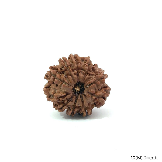 Natural 10 Mukhi Rudraksha – Empowered Protection & Divine Shield