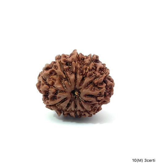 Natural 10 Mukhi Rudraksha – Empowered Protection & Divine Shield