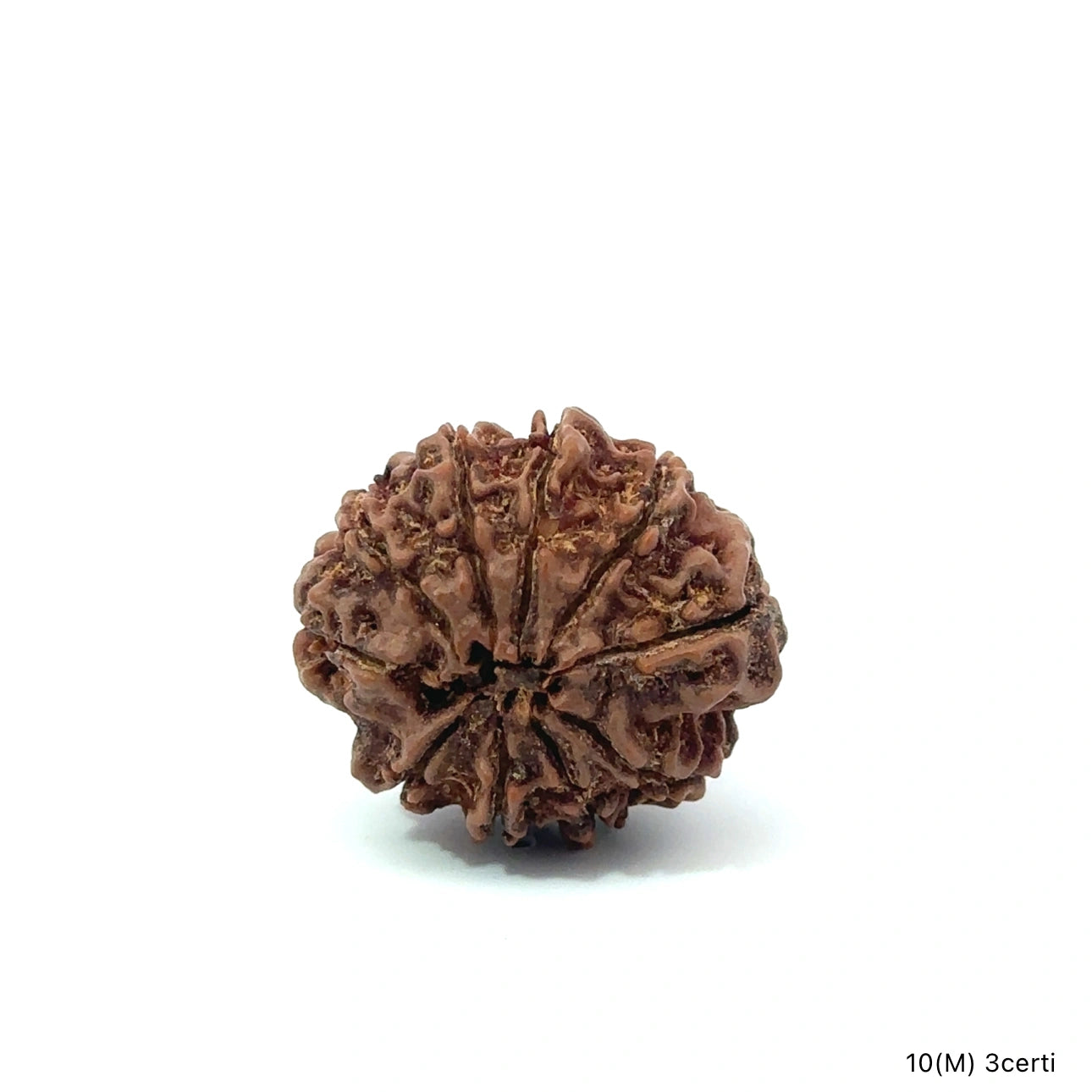Natural 10 Mukhi Rudraksha – Empowered Protection & Divine Shield