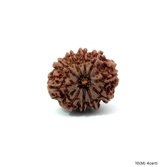 Natural 10 Mukhi Rudraksha – Empowered Protection & Divine Shield