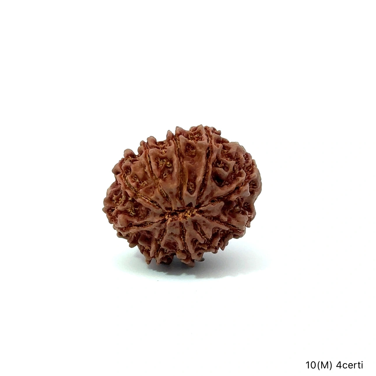 Natural 10 Mukhi Rudraksha – Empowered Protection & Divine Shield