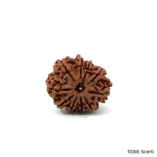 Natural 10 Mukhi Rudraksha – Empowered Protection & Divine Shield