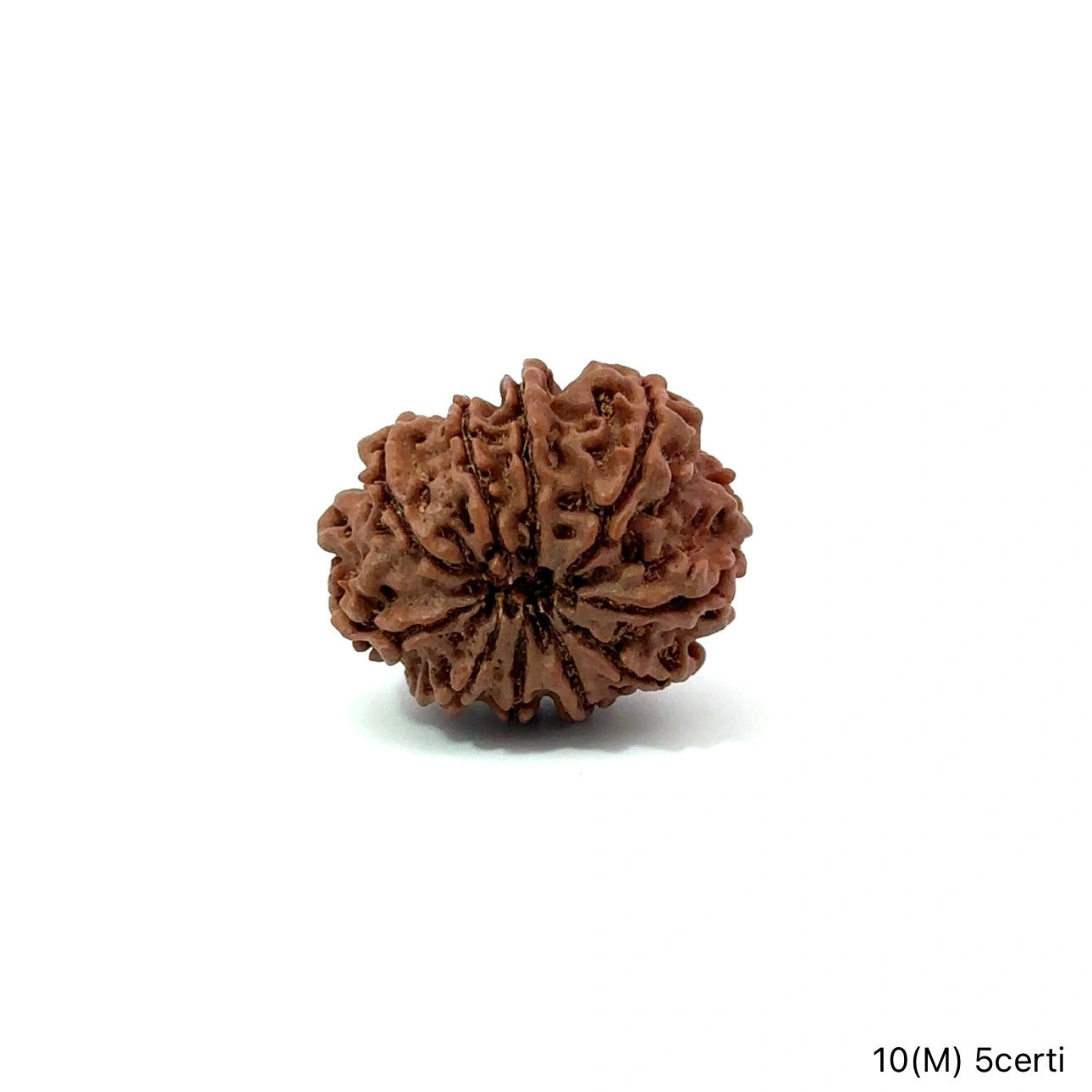 Natural 10 Mukhi Rudraksha – Empowered Protection & Divine Shield