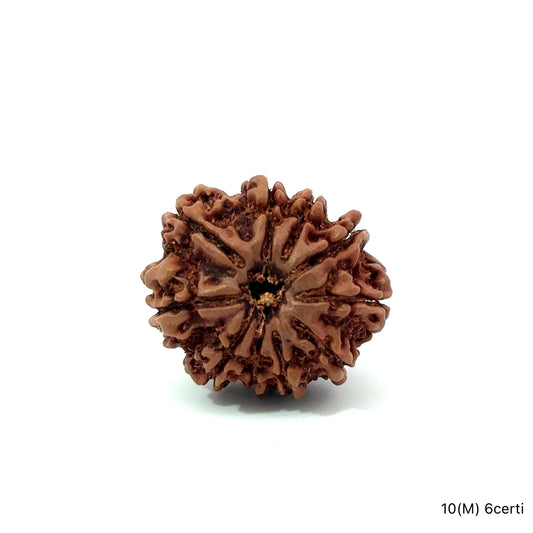 Natural 10 Mukhi Rudraksha – Empowered Protection & Divine Shield