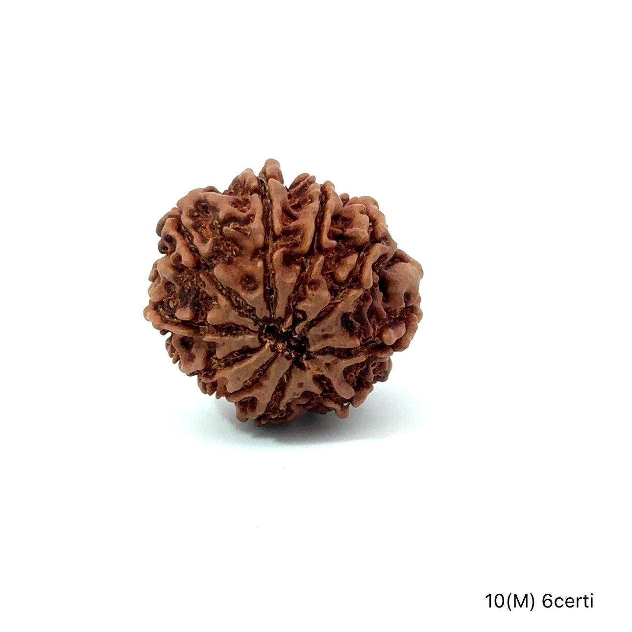 Natural 10 Mukhi Rudraksha – Empowered Protection & Divine Shield