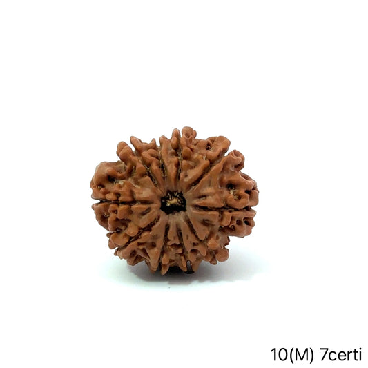 Natural 10 Mukhi Rudraksha – Empowered Protection & Divine Shield