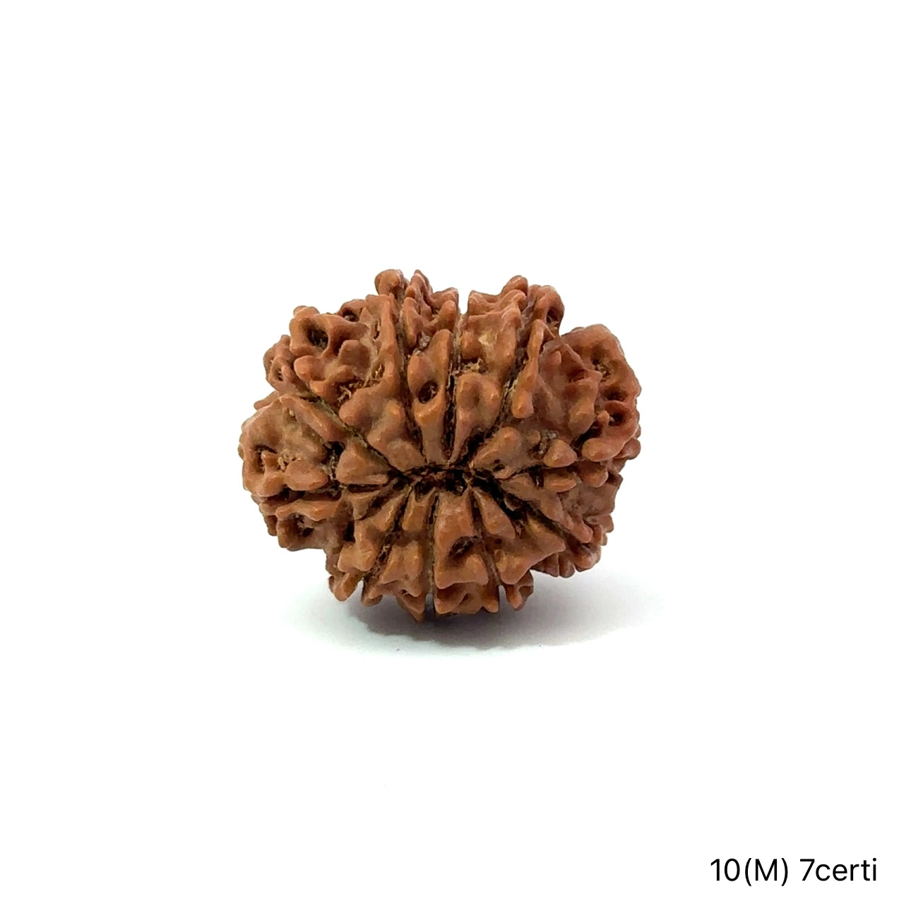 Natural 10 Mukhi Rudraksha – Empowered Protection & Divine Shield