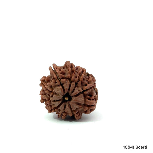 Natural 10 Mukhi Rudraksha – Empowered Protection & Divine Shield