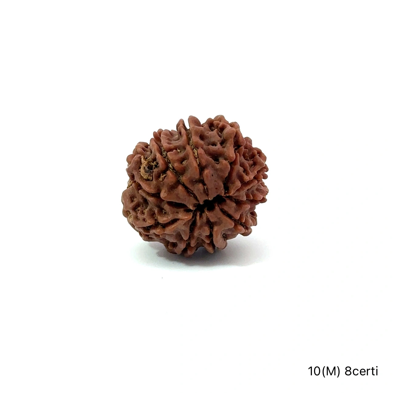 Natural 10 Mukhi Rudraksha – Empowered Protection & Divine Shield