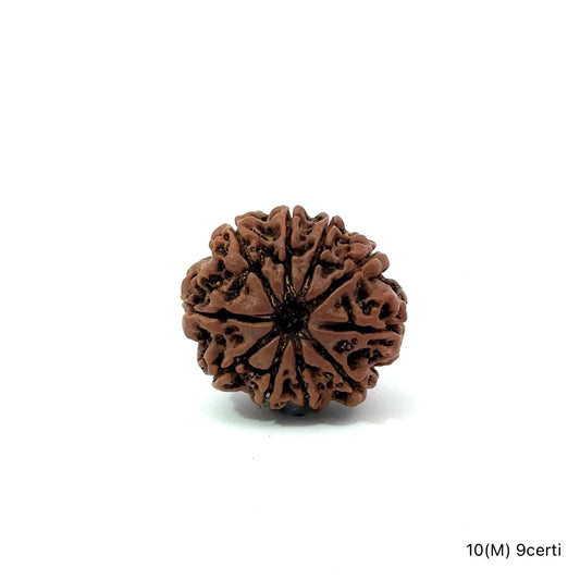 Natural 10 Mukhi Rudraksha – Empowered Protection & Divine Shield