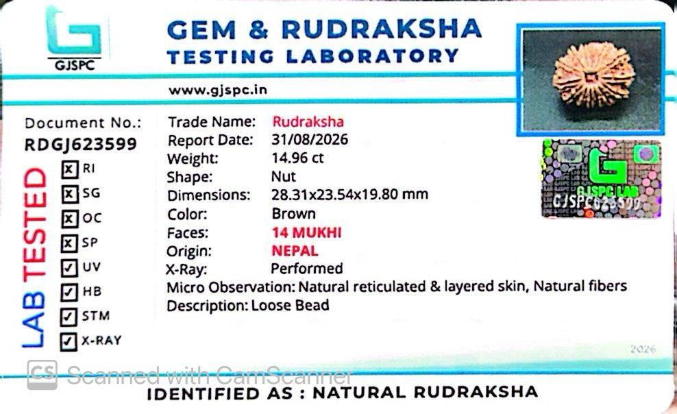 ๐ฟ 14 Mukhi Nepali Rudraksha (Natural & Certified). Medium