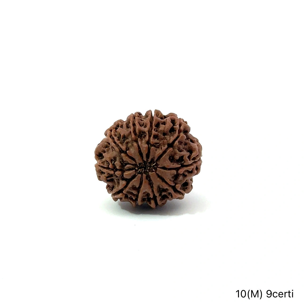 Natural 10 Mukhi Rudraksha – Empowered Protection & Divine Shield