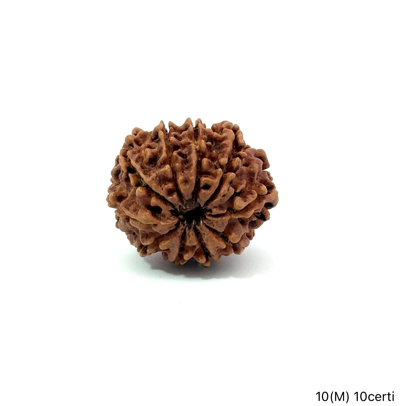 Natural 10 Mukhi Rudraksha – Empowered Protection & Divine Shield