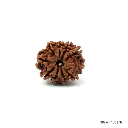 Natural 10 Mukhi Rudraksha – Empowered Protection & Divine Shield