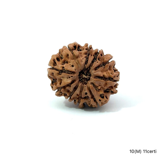 Natural 10 Mukhi Rudraksha – Empowered Protection & Divine Shield