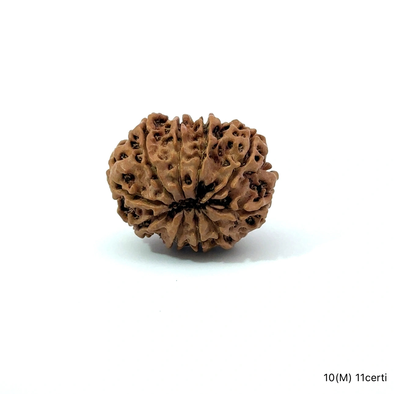 Natural 10 Mukhi Rudraksha – Empowered Protection & Divine Shield