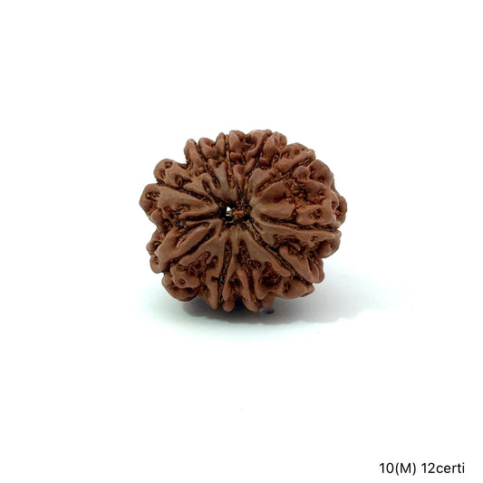 Natural 10 Mukhi Rudraksha – Empowered Protection & Divine Shield