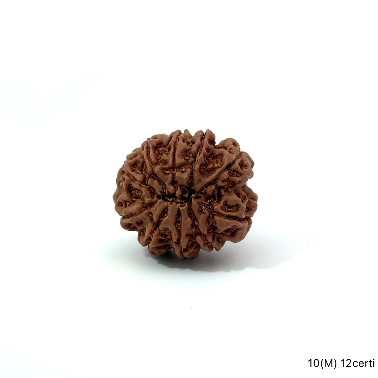 Natural 10 Mukhi Rudraksha – Empowered Protection & Divine Shield