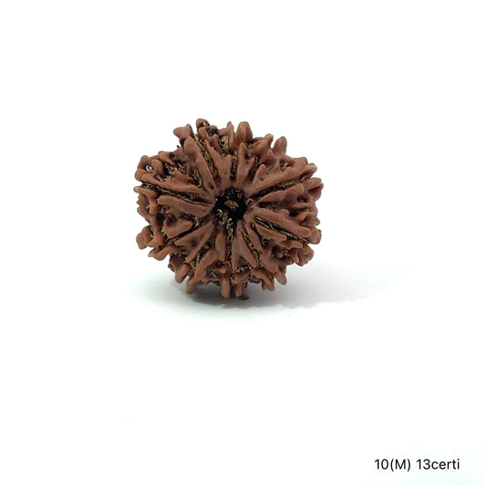 Natural 10 Mukhi Rudraksha – Empowered Protection & Divine Shield