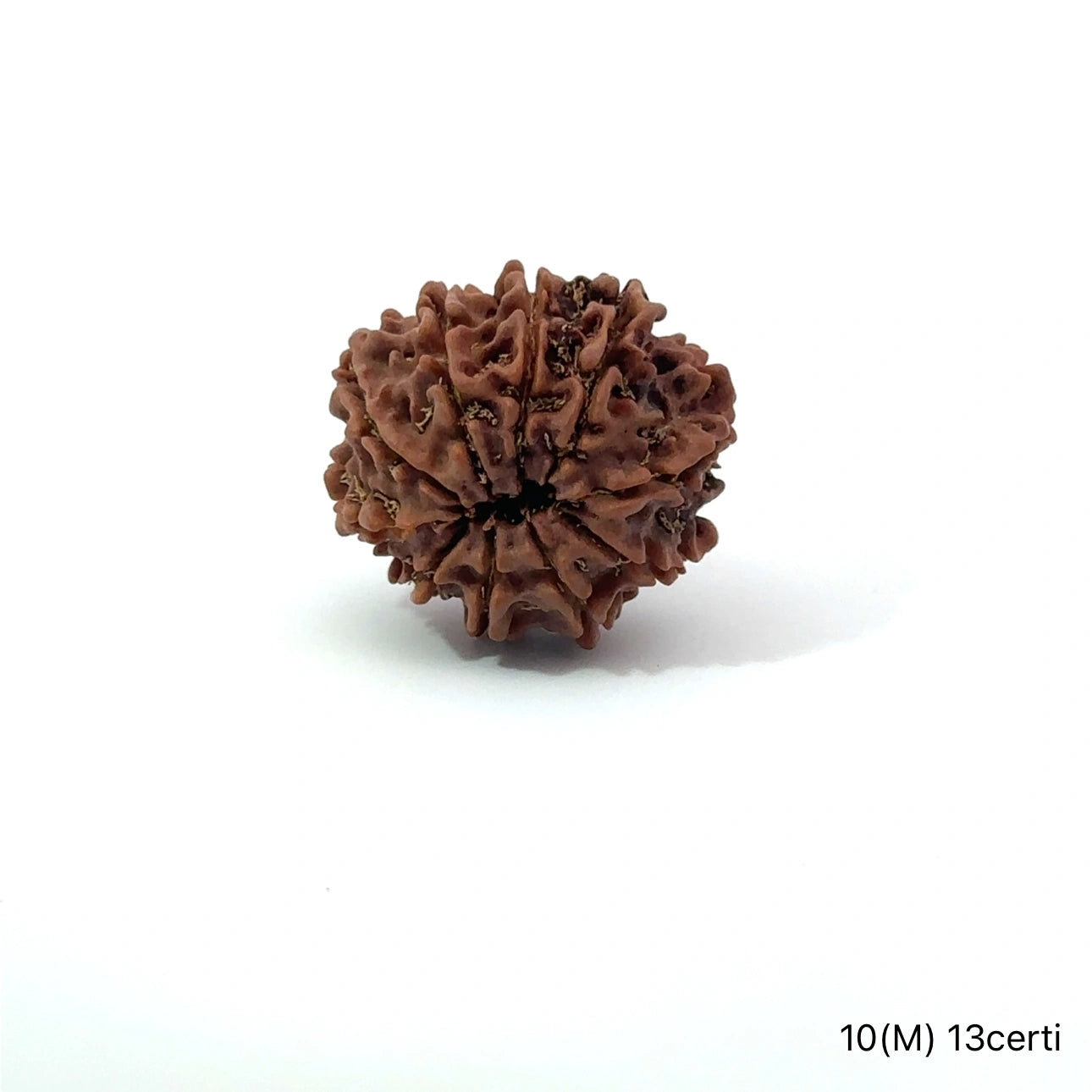 Natural 10 Mukhi Rudraksha – Empowered Protection & Divine Shield
