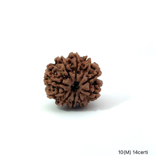 Natural 10 Mukhi Rudraksha – Empowered Protection & Divine Shield