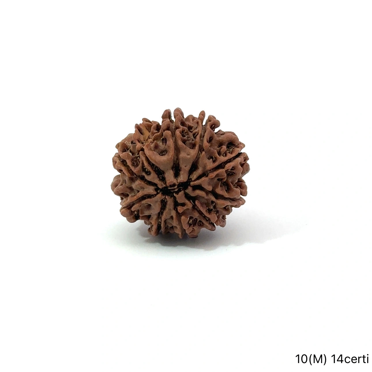 Natural 10 Mukhi Rudraksha – Empowered Protection & Divine Shield