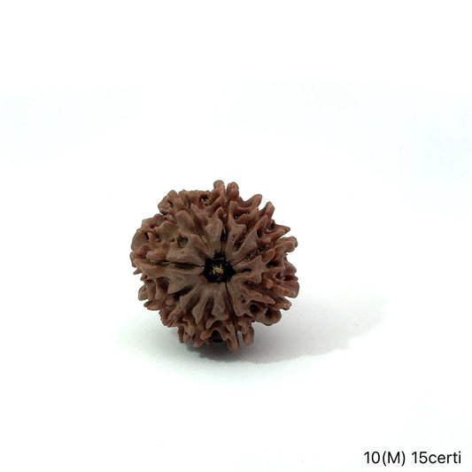 Natural 10 Mukhi Rudraksha – Empowered Protection & Divine Shield
