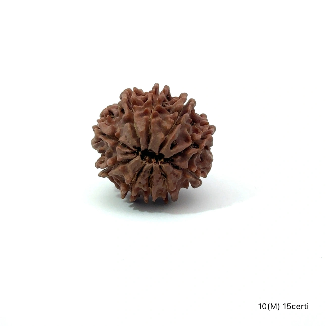 Natural 10 Mukhi Rudraksha – Empowered Protection & Divine Shield