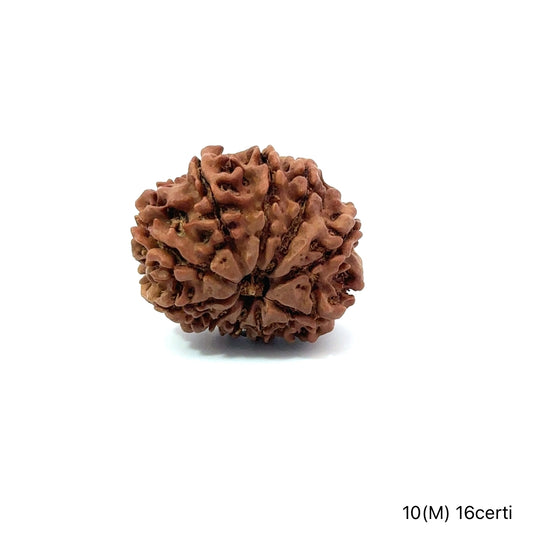 Natural 10 Mukhi Rudraksha – Empowered Protection & Divine Shield