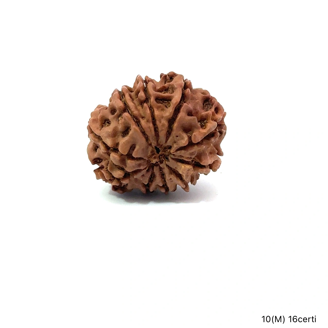 Natural 10 Mukhi Rudraksha – Empowered Protection & Divine Shield
