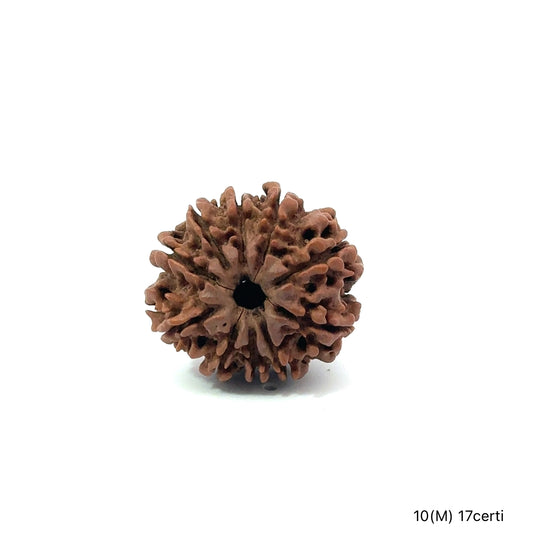 Natural 10 Mukhi Rudraksha – Empowered Protection & Divine Shield