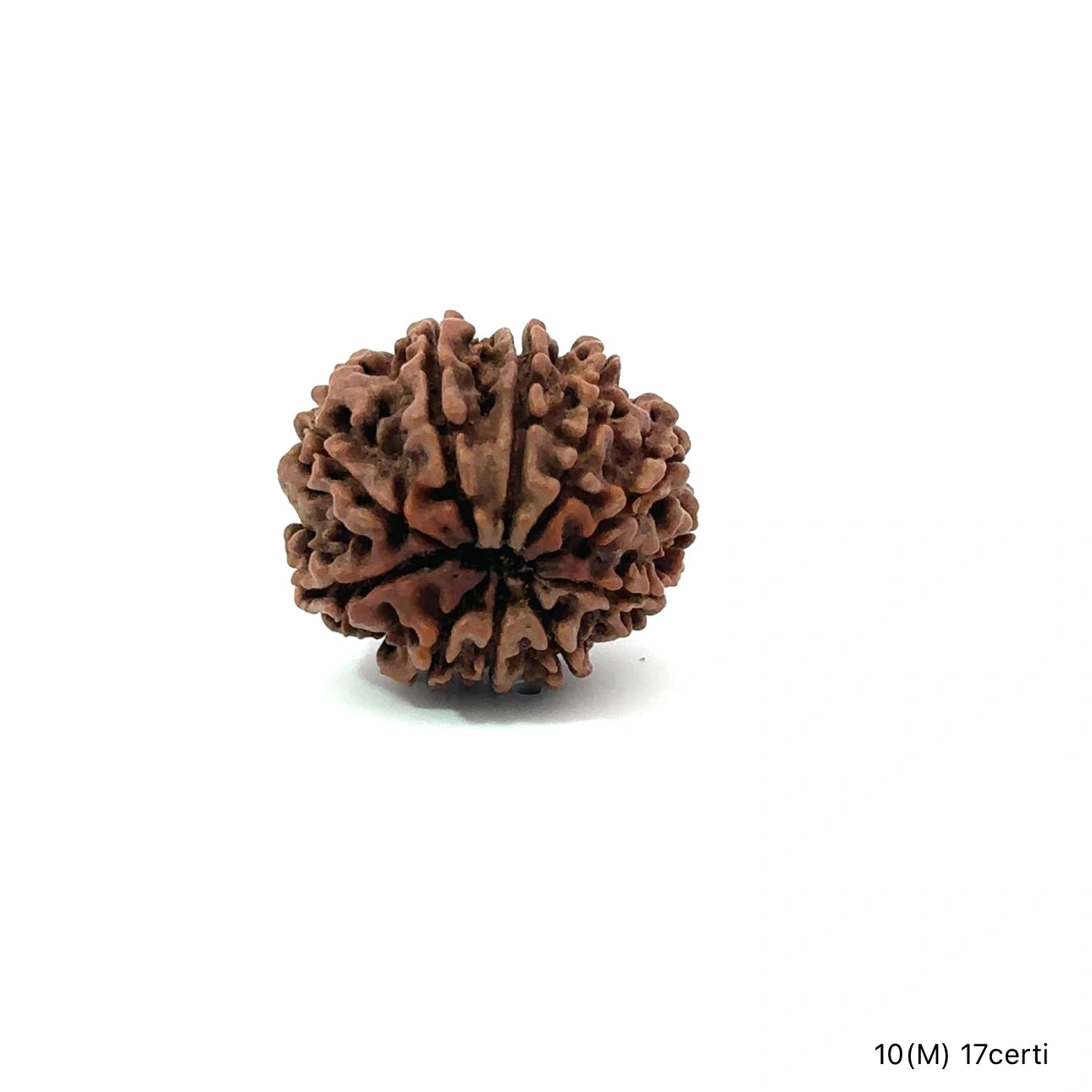Natural 10 Mukhi Rudraksha – Empowered Protection & Divine Shield