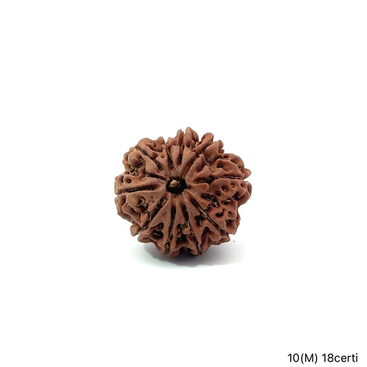 Natural 10 Mukhi Rudraksha – Empowered Protection & Divine Shield