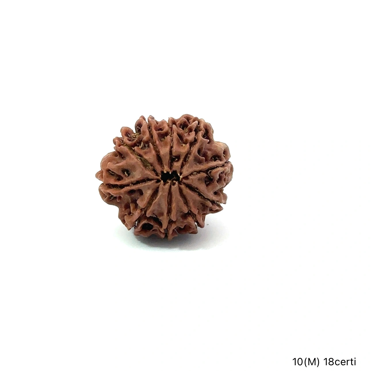 Natural 10 Mukhi Rudraksha – Empowered Protection & Divine Shield